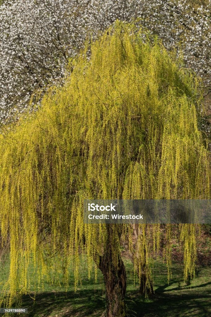 Vertical shot of a weeping willow tree at Maksimir Forest Park in Zagreb, Croatia A vertical shot of a weeping willow tree at Maksimir Forest Park in Zagreb, Croatia Capital Cities Stock Photo