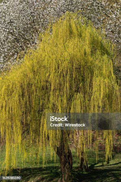 Vertical Shot Of A Weeping Willow Tree At Maksimir Forest Park In Zagreb Croatia Stock Photo - Download Image Now