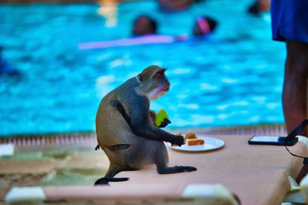 istock Wild monkey eating pastry on a table in a resort 1439785756