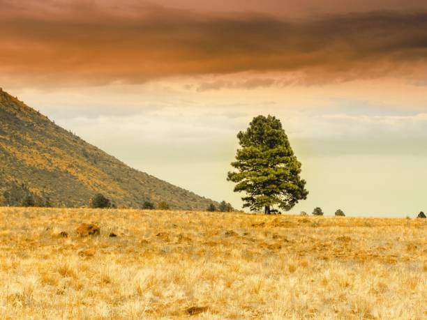 istock Lone tree on a yellow grassy hill in the wilderness under a dark stormy sky with reddish clouds 1439785943