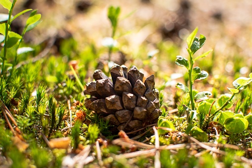 A pine cone fallen on the ground on a sunny day