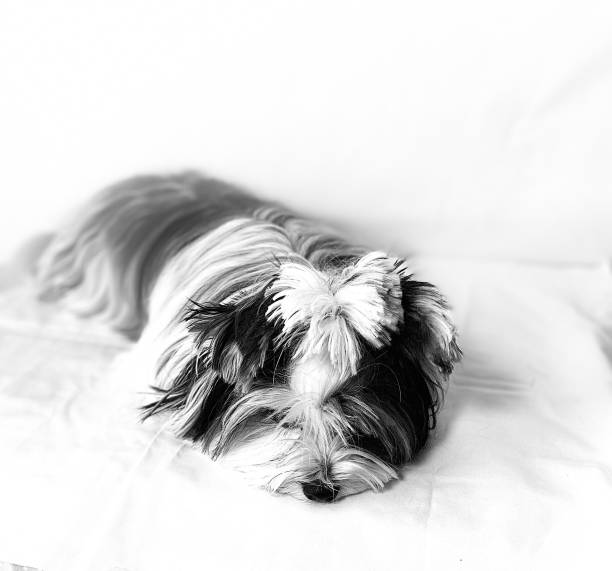 White Biewer Yorkshire Terrier dog lying on the bed