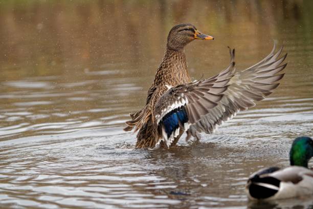 istock Duck in the pond ready for flight 1439786377