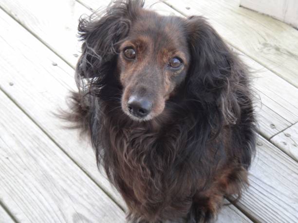 istock Brown black fee dog sitting on the ground 1439786383