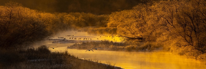 A beautiful panoramic shot of a river surrounded with trees and flying cranes in Kushiro, Hokkaido, Japan