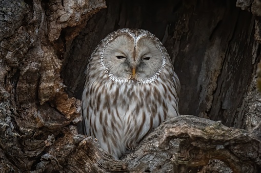 A beautiful shot of the famous Ural Owl gray resting in a nest in Hokkaido, Japan
