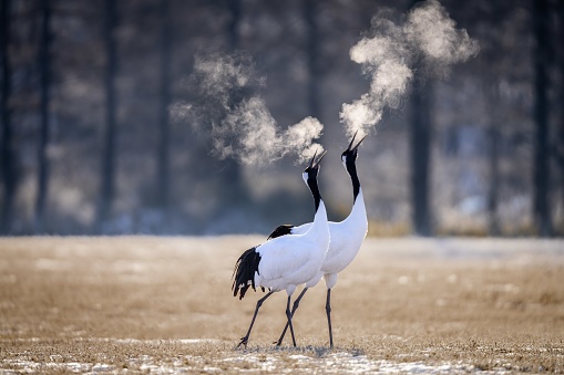 A selective focus shot of two red-crowned cranes breathing in a cold field in Kushiro, Hokkaido