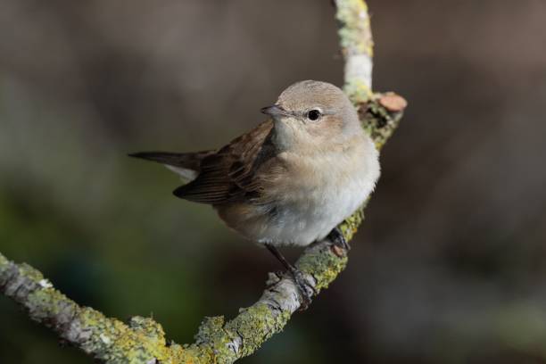 春の渡り鳥の庭のウグイスシルビアボリン、マルタ、地中海 - garden warbler ストックフォトと画像