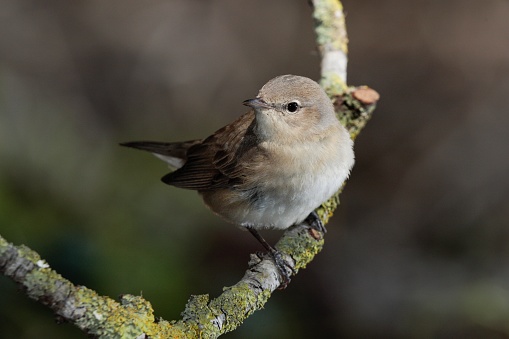 A placid looking cute Garden warbler Sylvia borin on spring migration at stop over, perched on branch with lichens. Malta, Mediterranean