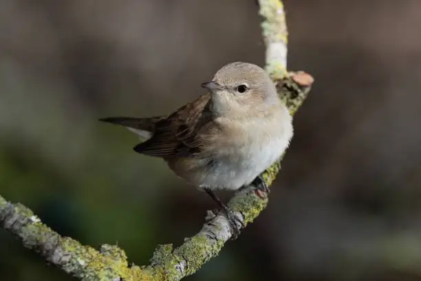 A placid looking cute Garden warbler Sylvia borin on spring migration at stop over, perched on branch with lichens. Malta, Mediterranean