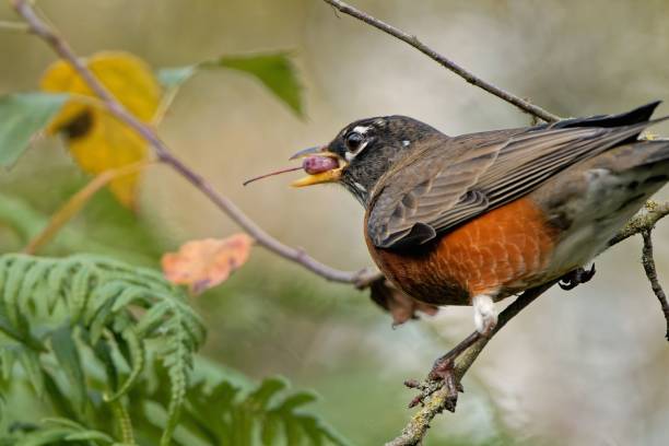 istock Closeup of a red-breasted thrush eating a berry while perching on a tree branch 1439786829