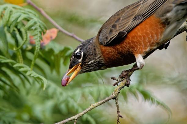 istock Closeup of a red-breasted thrush eating a berry while perching on a tree branch 1439786835