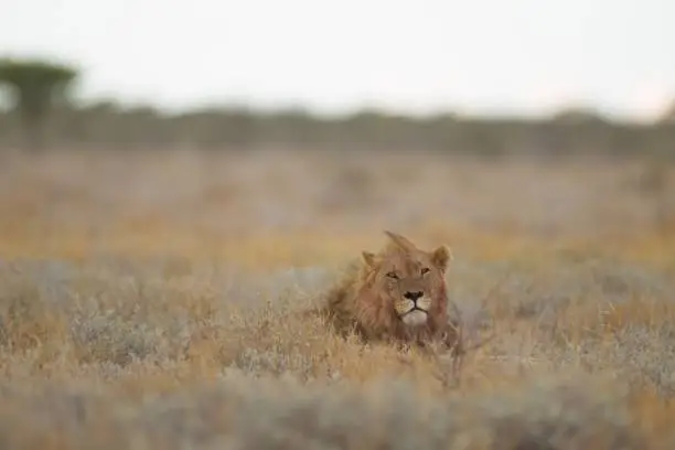 A selective focus shot of a lions head pocking out of a grassy field