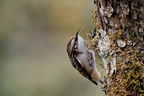 istock Closeup of a common treecreeper perching on the mossy tree trunk 1439786882