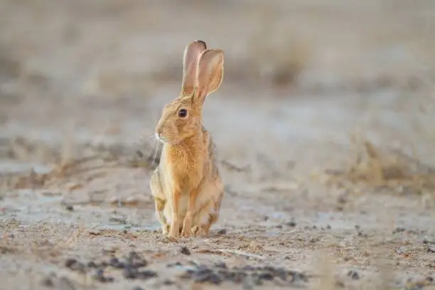 Photo of Cute little brown rabbit in the middle of the desert