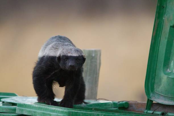 Honey Badger Stock Photos, Pictures & Royalty-Free Images - iStock Honey Badger Stock Photos, Pictures & Royalty-Free Images - iStock