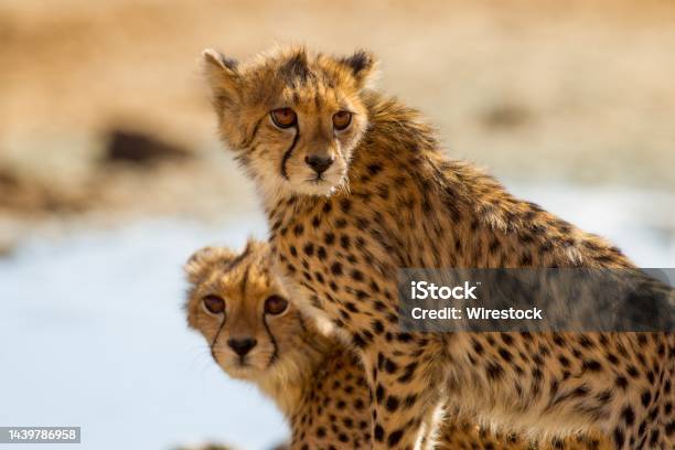 Selective Focus Shot Of Magnificent Cheetahs Standing Near A Small Pond Stock Photo - Download Image Now
