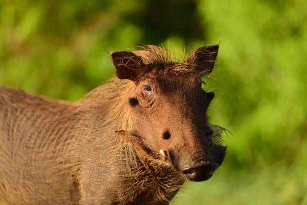 istock Selective focus shot of a muddy warthog with a blurred background 1439787033
