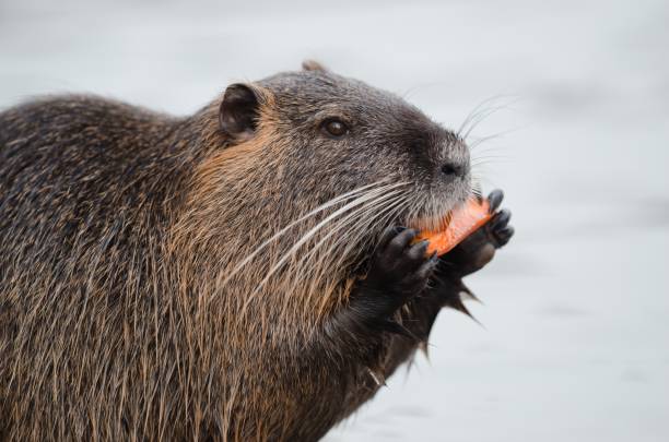 istock Beaver eating with blurred water in the background 1439787208