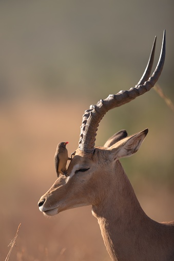 A vertical selective focus shot of a bird sitting on the head of a gazelle