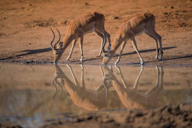 Selective focus shot of tow kudu drinking water A selective focus shot of tow kudu drinking water kudu stock pictures, royalty-free photos & images