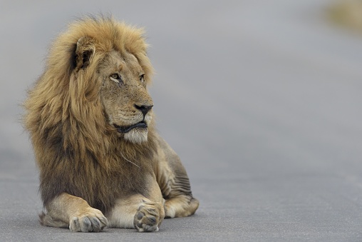 A lion laying on the road