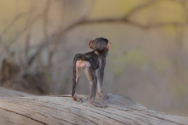 A closeup shot from behind of a baby baboon standing on a tree