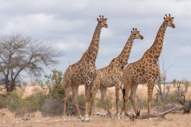 istock Selective focus shot of three giraffes standing near each other 1439787370