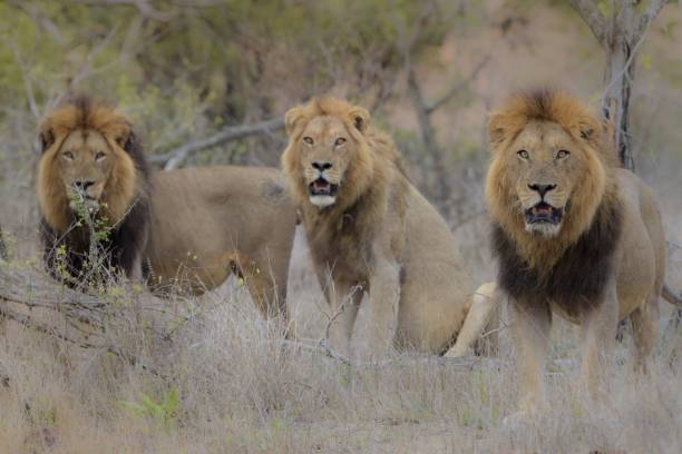 istock Selective focus shot of three lions sitting near each other while looking at the camera 1439787390