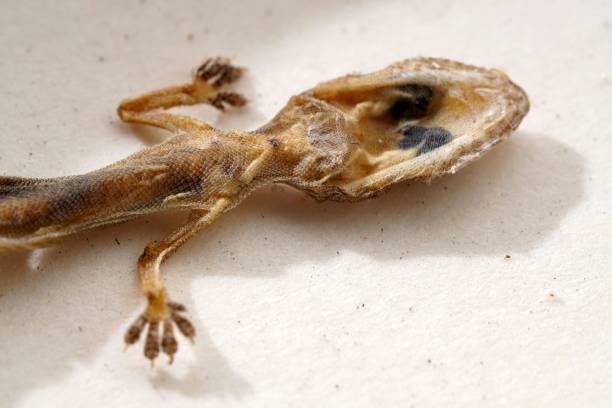 istock Top view of a Schlegel's Japanese gecko lying on a white surface 1439787406