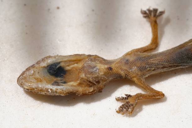 istock Top view of a Schlegel's Japanese gecko lying on a white surface 1439787409