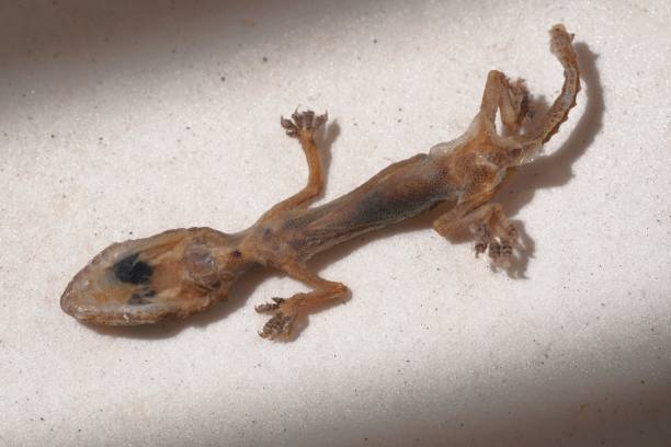 istock Top view of a Schlegel's Japanese gecko lying on a white surface 1439787411
