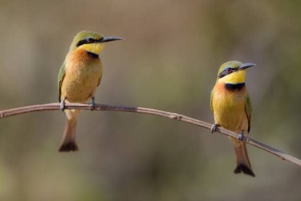 istock Closeup shot of two bee-eater bird on a branch 1439787498
