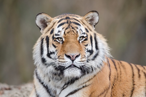 A closeup shot of a tiger laying on the ground while watching his territory