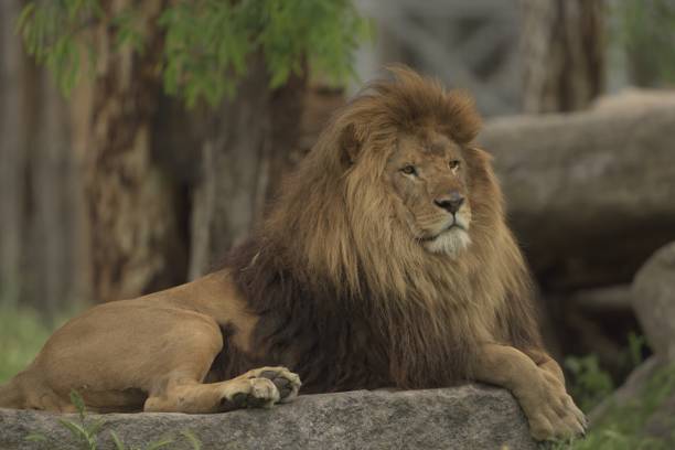 istock Lion laying on a rock while watching his territory 1439787551