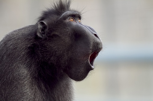 A closeup shot of a baboon making noises with a blurred background