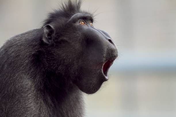 Closeup shot of a baboon making noises with a blurred background A closeup shot of a baboon making noises with a blurred background baboon stock pictures, royalty-free photos & images