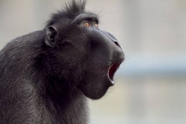 3,267 Funny Baboon Stock Photos, Pictures & Royalty-Free Images - iStock 3,267 Funny Baboon Stock Photos, Pictures & Royalty-Free Images - iStock