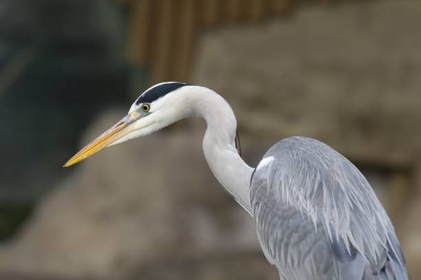 istock Closeup shot of a heron bird with a blurred background 1439787626