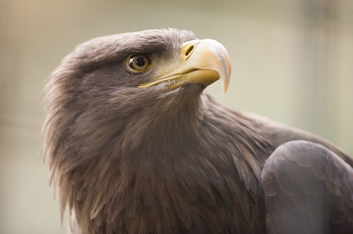 A closeup sot of a golden eagle with a blurred background