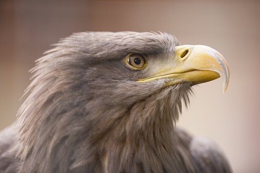 A closeup shot of a golden eagle staring into the distance