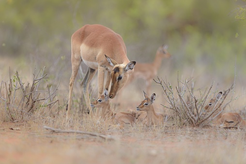A selective focus shot of baby deers sitting on the ground with their mother guarding them