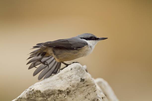 istock Closeup shot of a loggerhead shrike bird standing on a rock 1439787749