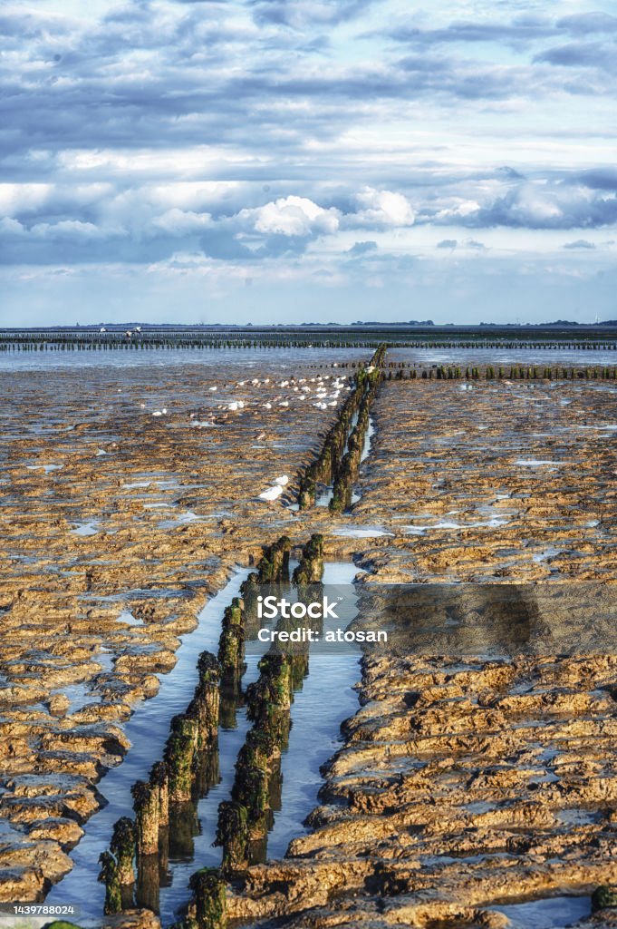 UNESCO-protected Wadden Sea between Ameland and Schiermonnikoog in the north of the Netherlands Channel Tidal Marshland national park and Unesco World heritage area Waddensea, Friesland, The Netherlands Backgrounds Stock Photo