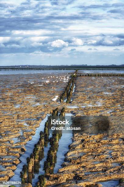 Unescoprotected Wadden Sea Between Ameland And Schiermonnikoog In The North Of The Netherlands Stock Photo - Download Image Now
