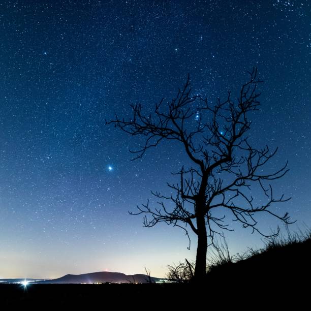 istock Tree silhouette against the magical starry sky 1439788112