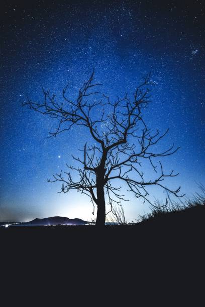 istock Vertical shot of a tree silhouette against the magical starry sky 1439788117