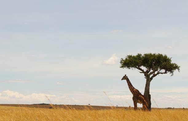 istock Beautiful view of a giraffe by a tree on a field covered with tall grass 1439788326
