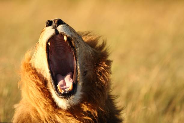 istock Selective focus shot of a lion yawning with a blurred background 1439788338
