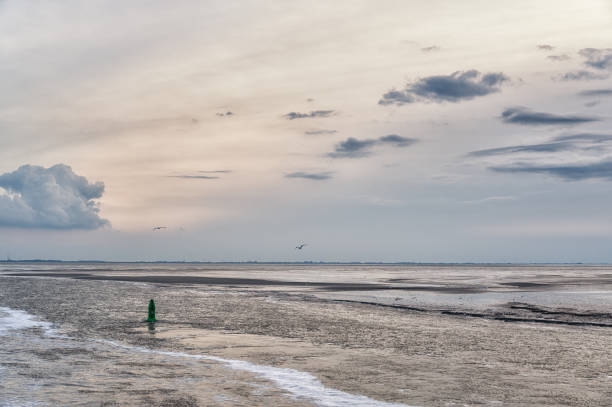 istock View on the Wadden sea, mudflats galore. 1439788343